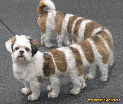 chof bache madeb9achi ka3i